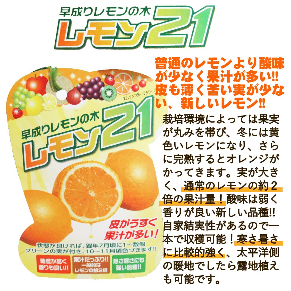 Amazon.co.jp: レモン 苗木 苗 レモンの木 『 レモン21 』15cmポット